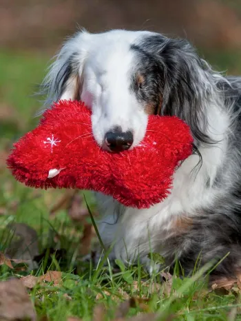 Corey, a blind dog, carries a red toy in his backyard