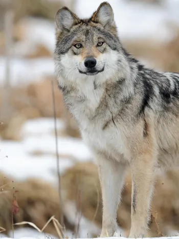 Wild gray wolf standing in the snow.
