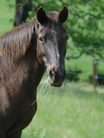 Horse at Duchess Sanctuary