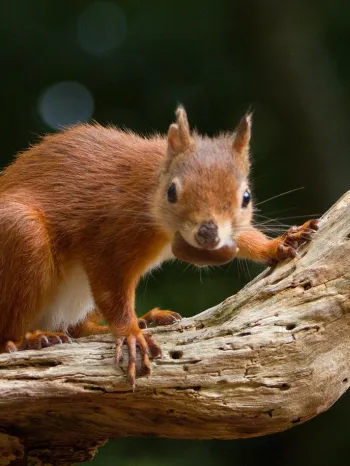 Brown squirrel with a nut in its mouth, standing on a tree limb