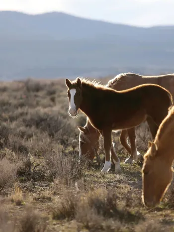Wild horses eating grass