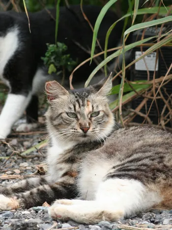 Outdoor cats sitting outsite