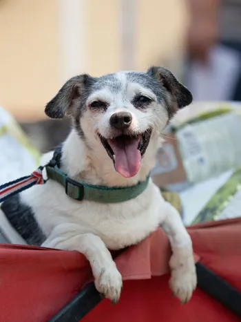 Happy dog in a wagon