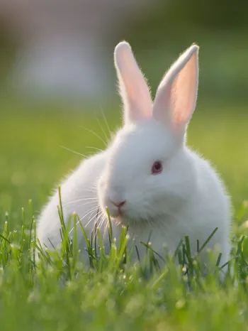 White rabbit in the grass