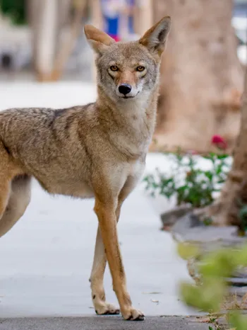 Coyote on an urban sidewalk