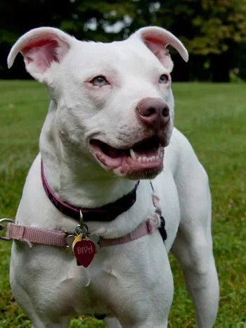 Happy white dog on a leash in the backyard. 