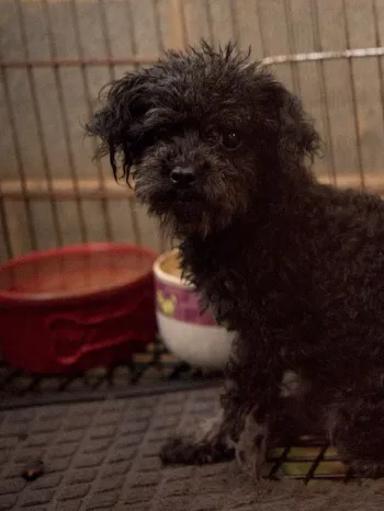 Two puppy mill dogs in a cage before being rescued