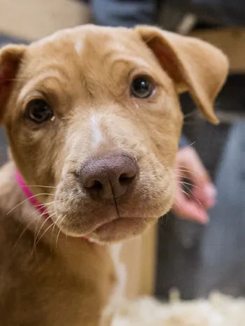 Puppy at a puppy-friendly pet store