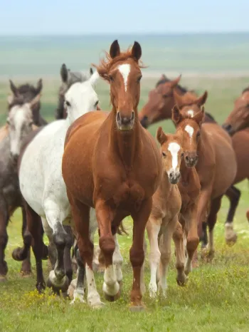 Group of horses running