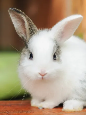 Is a Rabbit the Right Pet for You? Find Out Here!