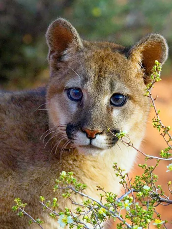 Trophy hunting often targets animals like this mountain lion  