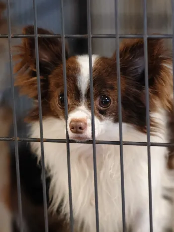 Two dogs suffering on a puppy mill farm