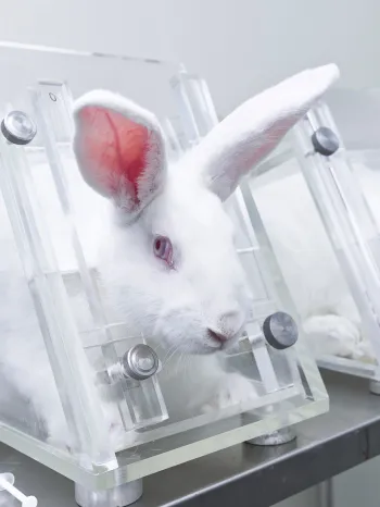 Three rabbits in restraints in animal testing lab