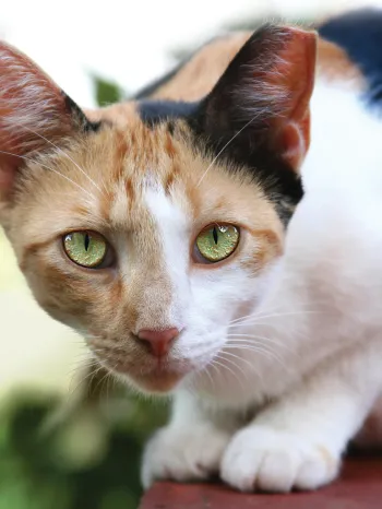 Portrait of a pretty cat outside with a tipped ear