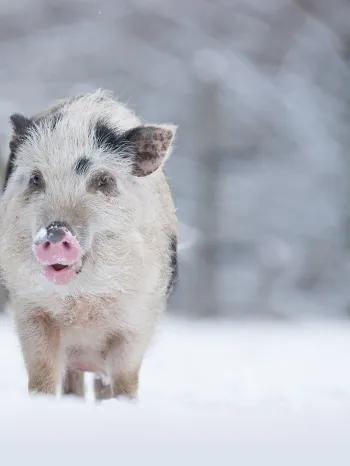 Happy pig in the snow
