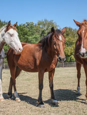 Three healthy horses, thrive after being rescued