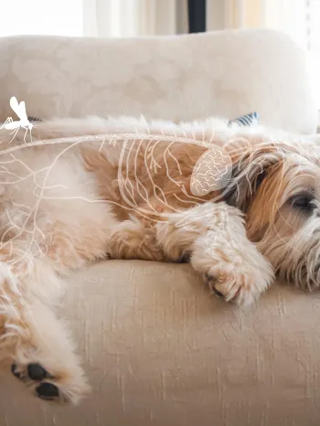 Photo illustration showing a dog affected by heartworm