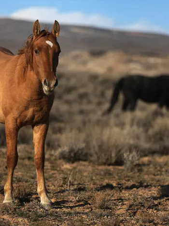 Wild horses eating in a field