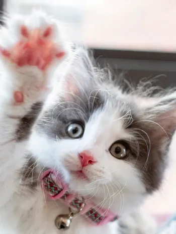 Cute kitten raising her paw