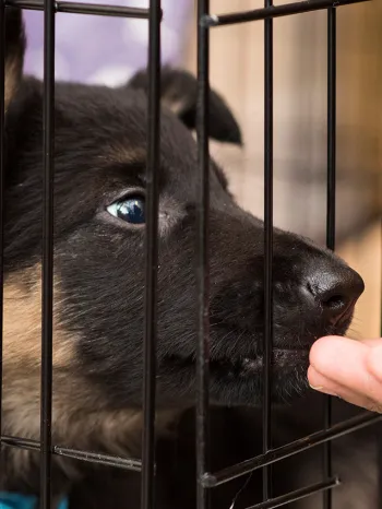 Positive reinforcement will help you crate train your dog