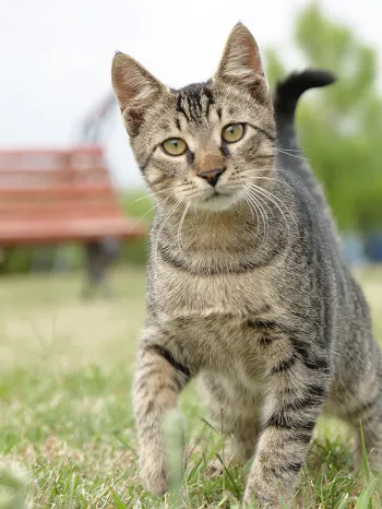 A cute cat walking outdoors