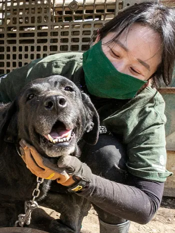 dog being rescued from a dog meat farm in South Korea by HSI