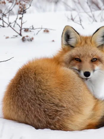 Red Fox Laying In The Snow