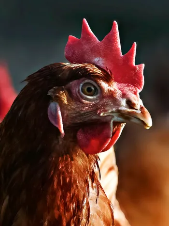 Domestic chicken, brown laying hen