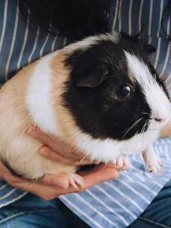 Woman holding pet guinea pig