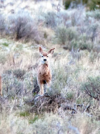Deer at Greenwood Preserve in Oregon