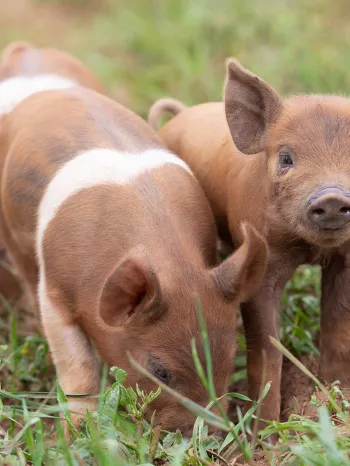 Brown piglets in a grassy field