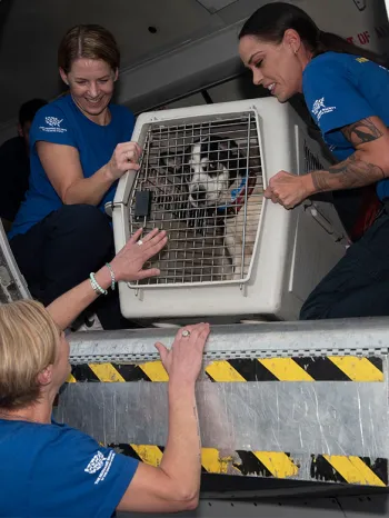 Three peopl helping a dog from a transport plane