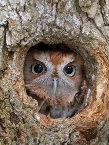 Eastern Screech Owl, finding shelter in a tree cavity