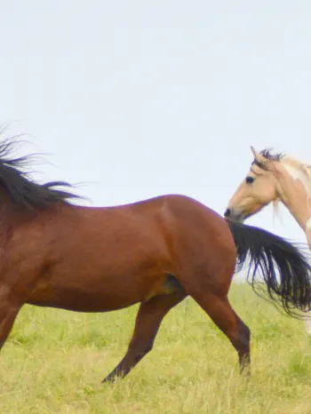 Horses gallop through the fields at Duchess Sanctuary