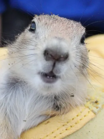 Prairie dog held by Humane World for Animals member doing habitat and translocation work