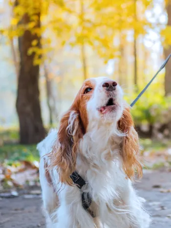A man walking a barking dog