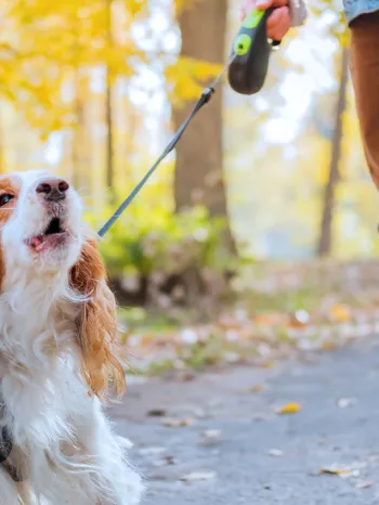 A man walking a barking dog