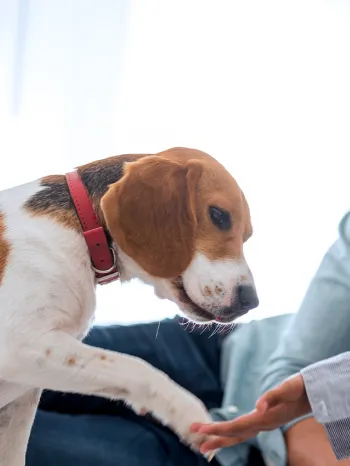 A father and his daughter play with their beagle puppy