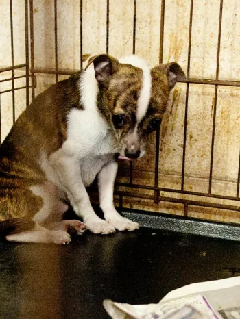 Small sad looking dog before being rescued from a puppy mill