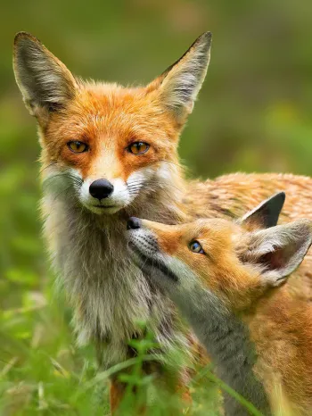 Red fox mother and young cub touching with noses in nature