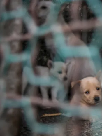 A puppy looks desperately through a chainlink cage full of despondant puppies