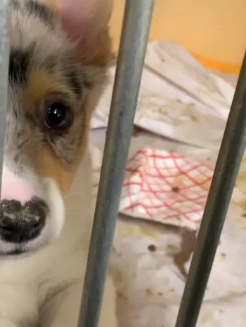 Filthy "sick room" cage of puppy being treated for illness at American Kennels, NY