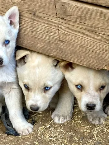 Several dusty puppies are huddled in a hole under the foundation of a deck, peeking out nervously