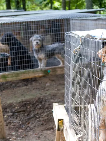 Rows of outdoor rabbit hutches used for housing dogs at a puppy mill.
