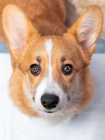 Corgi using a wet pad to potty train a puppy