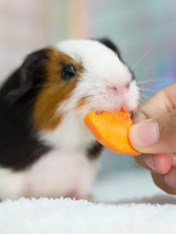 Guinea pig being fed a carrot. Learn more about what guinea pigs can eat. 