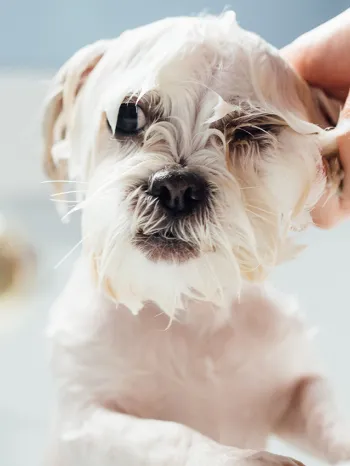 dog getting sprayed by skunk getting bath to get rid of skunk smell