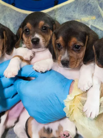 HSUS Animal Rescue Team members and volunteers carry beagles into the organization’s care and rehabilitation center