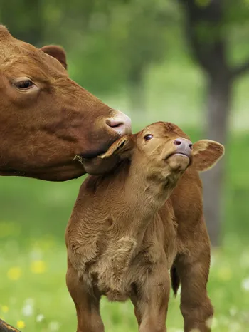 Brown mother cow cleaning baby in green field