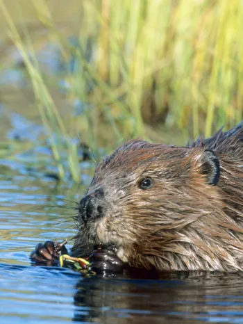 Beaver in the water